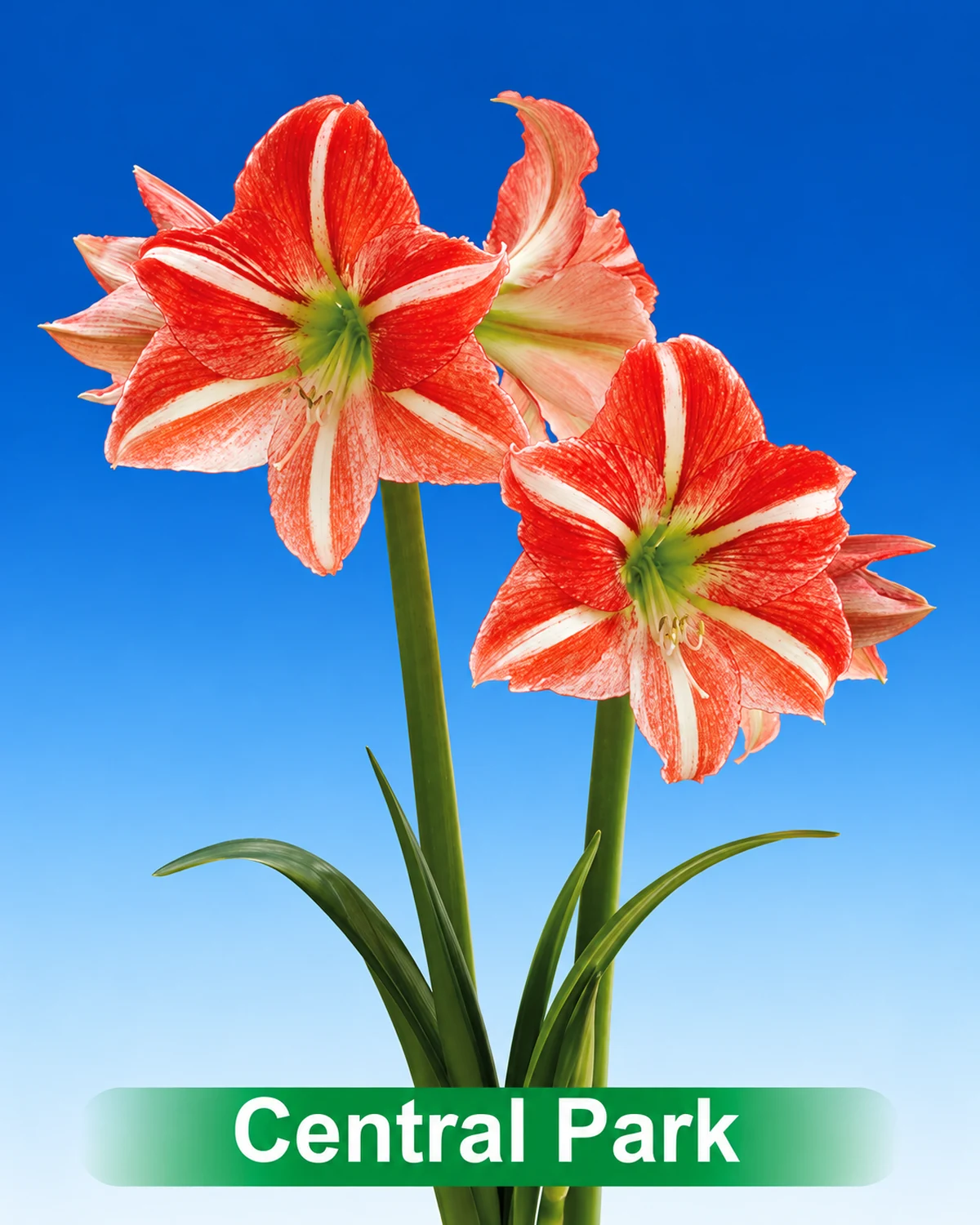 Central Park® amaryllis van Park Amaryllis — Central Park rood met wit gestreepte amaryllis van Park Amaryllis