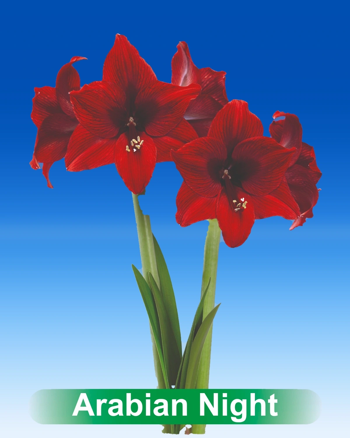 Arabian Night® amaryllis van Park Amaryllis — Arabian Night donker rode amaryllis van Park Amaryllis