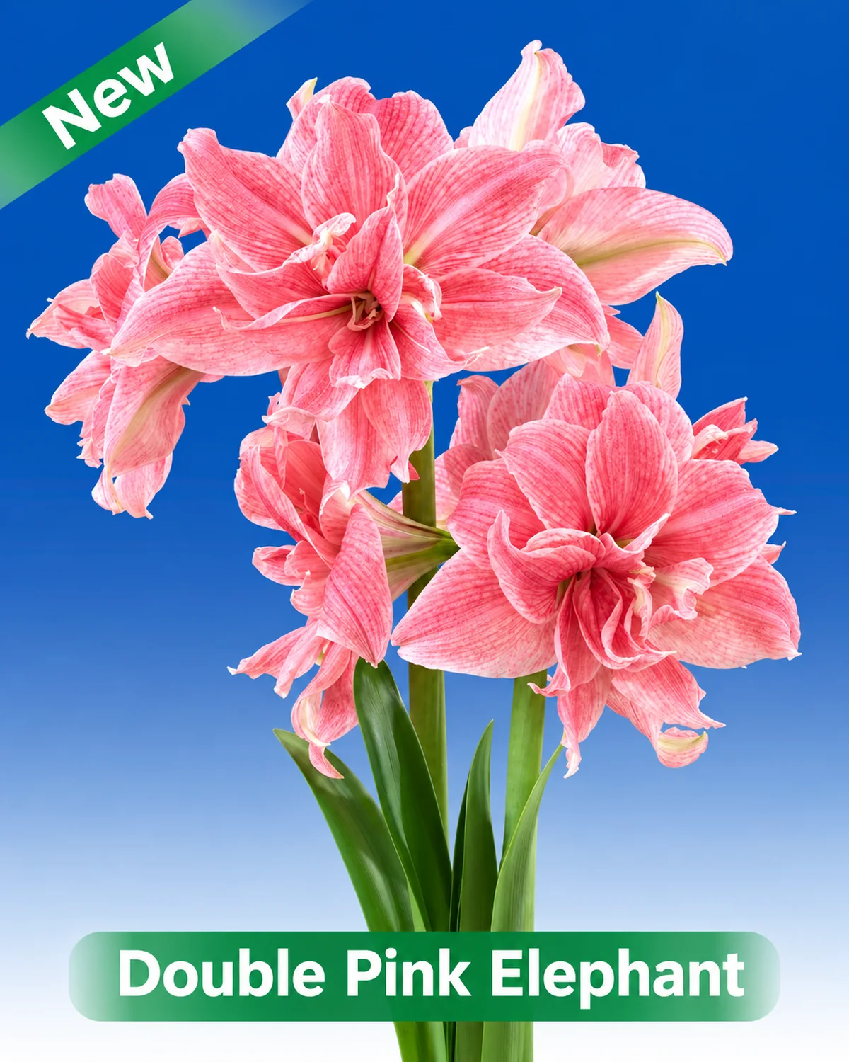 Double Pink Elephant® amaryllis van Park Amaryllis — Double Pink Elephant roze dubbelbloemige amaryllis van Park Amaryllis