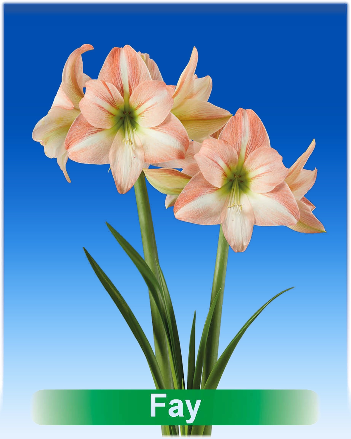 Fay® amaryllis van Park Amaryllis — Fay zalm roze met witte amaryllis van Park Amaryllis