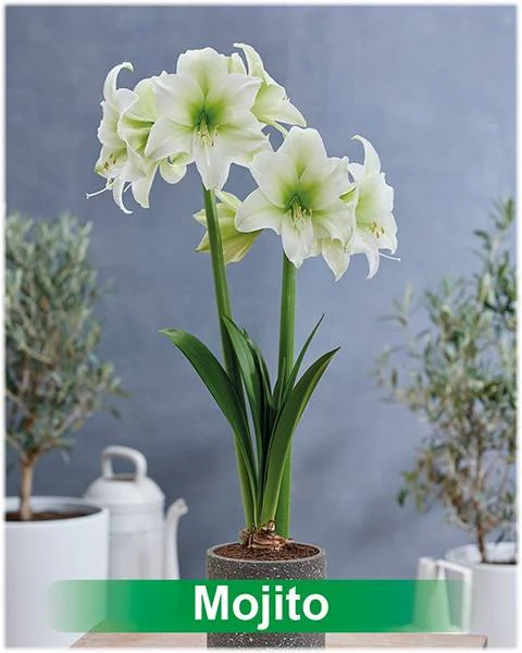 Amajito® amaryllis van Park Amaryllis — Amajito lime amaryllis van Park Amaryllis — foto 2