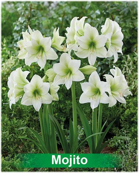 Amajito® amaryllis van Park Amaryllis — Amajito lime amaryllis van Park Amaryllis — foto 3