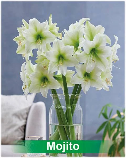 Amajito® amaryllis van Park Amaryllis — Amajito lime amaryllis van Park Amaryllis — foto 4