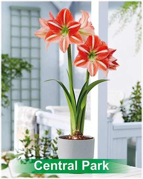 Central Park® amaryllis van Park Amaryllis — Central Park rood met wit gestreepte amaryllis van Park Amaryllis — foto 2