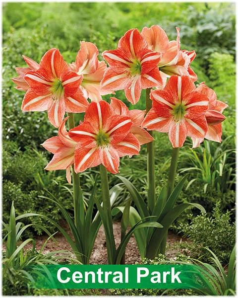 Central Park® amaryllis van Park Amaryllis — Central Park rood met wit gestreepte amaryllis van Park Amaryllis — foto 3