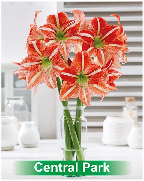 Central Park® amaryllis van Park Amaryllis — Central Park rood met wit gestreepte amaryllis van Park Amaryllis — foto 4
