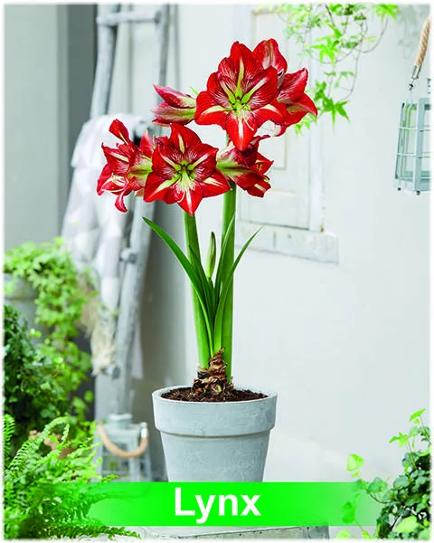 Lynx® amaryllis van Park Amaryllis — Lynx rood met witte amaryllis van Park Amaryllis — foto 2