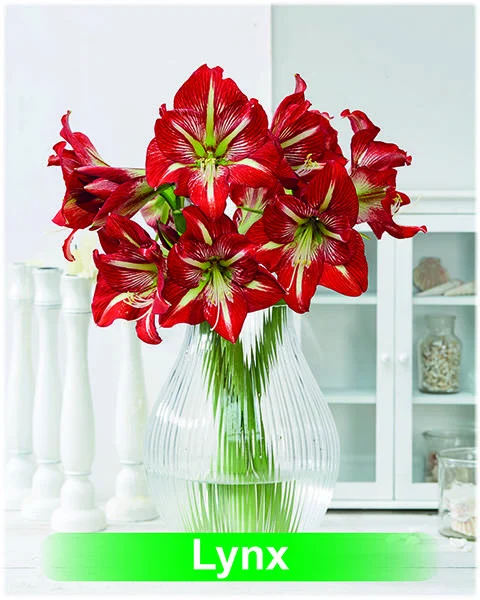 Lynx® amaryllis van Park Amaryllis — Lynx rood met witte amaryllis van Park Amaryllis — foto 3