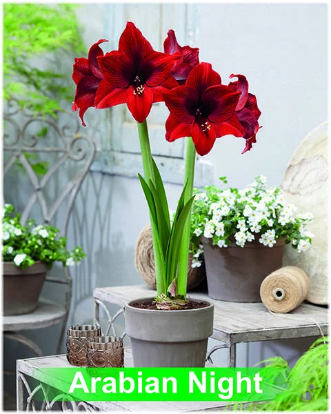 Arabian Night® amaryllis van Park Amaryllis — Arabian Night donker rode amaryllis van Park Amaryllis — foto 2