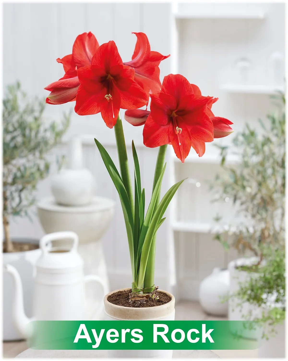Ayers Rock® amaryllis van Park Amaryllis — Ayers Rock rode amaryllis van Park Amaryllis — foto 2