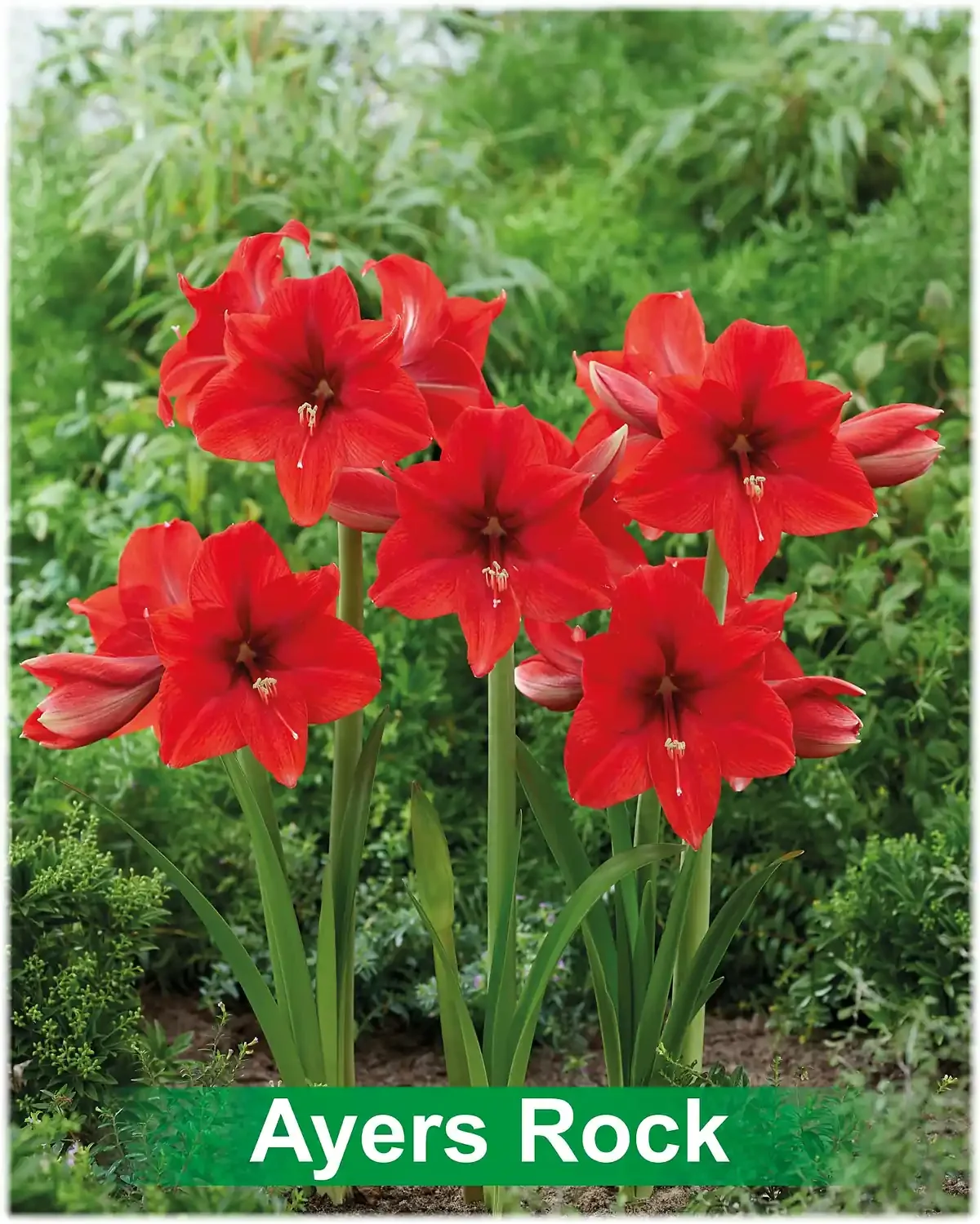 Ayers Rock® amaryllis van Park Amaryllis — Ayers Rock rode amaryllis van Park Amaryllis — foto 3