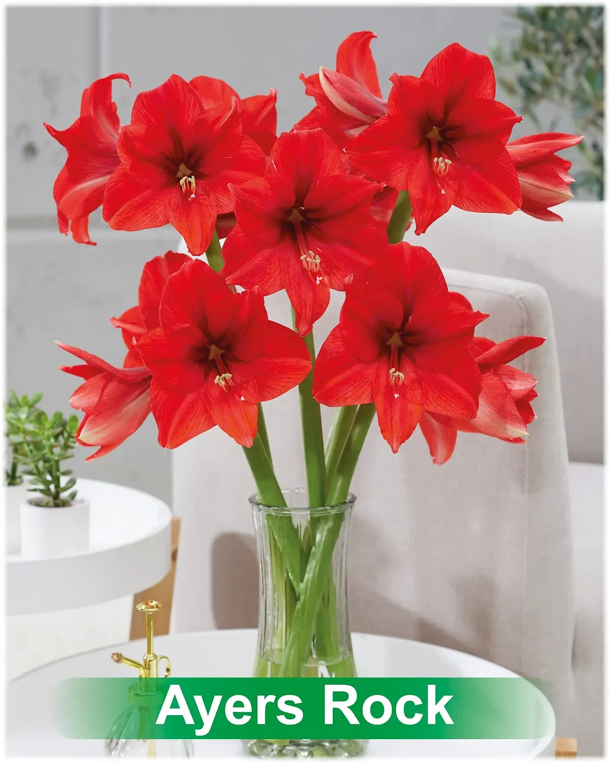 Ayers Rock® amaryllis van Park Amaryllis — Ayers Rock rode amaryllis van Park Amaryllis — foto 4