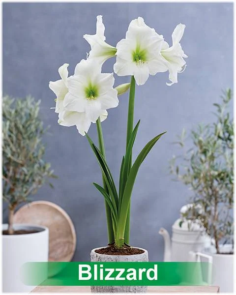 Blizzard® amaryllis van Park Amaryllis — Blizzard witte amaryllis Park Amaryllis — foto 2