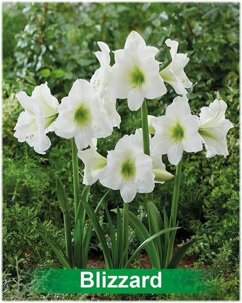 Blizzard® amaryllis van Park Amaryllis — Blizzard witte amaryllis Park Amaryllis — foto 3