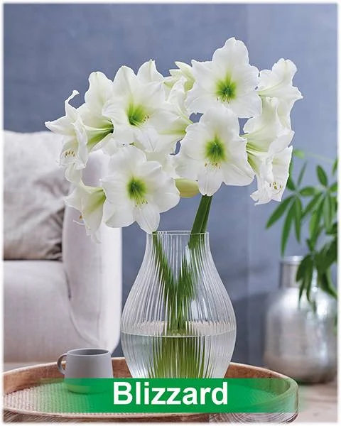 Blizzard® amaryllis van Park Amaryllis — Blizzard witte amaryllis Park Amaryllis — foto 4