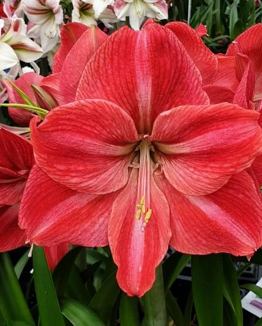 Candy Star® amaryllis van Park Amaryllis — Candy Star roze amaryllis van Park Amaryllis — foto 2