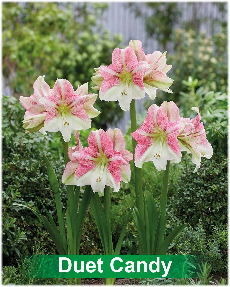 Duet Candy® amaryllis van Park Amaryllis — Duet Candy roze met creme amaryllis van Park Amaryllis — foto 2