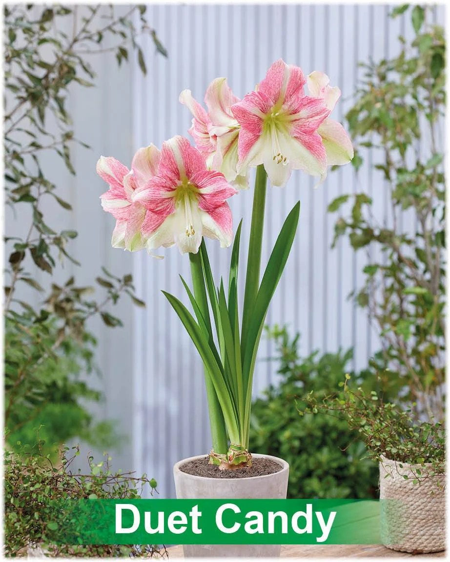 Duet Candy® amaryllis van Park Amaryllis — Duet Candy roze met creme amaryllis van Park Amaryllis — foto 3