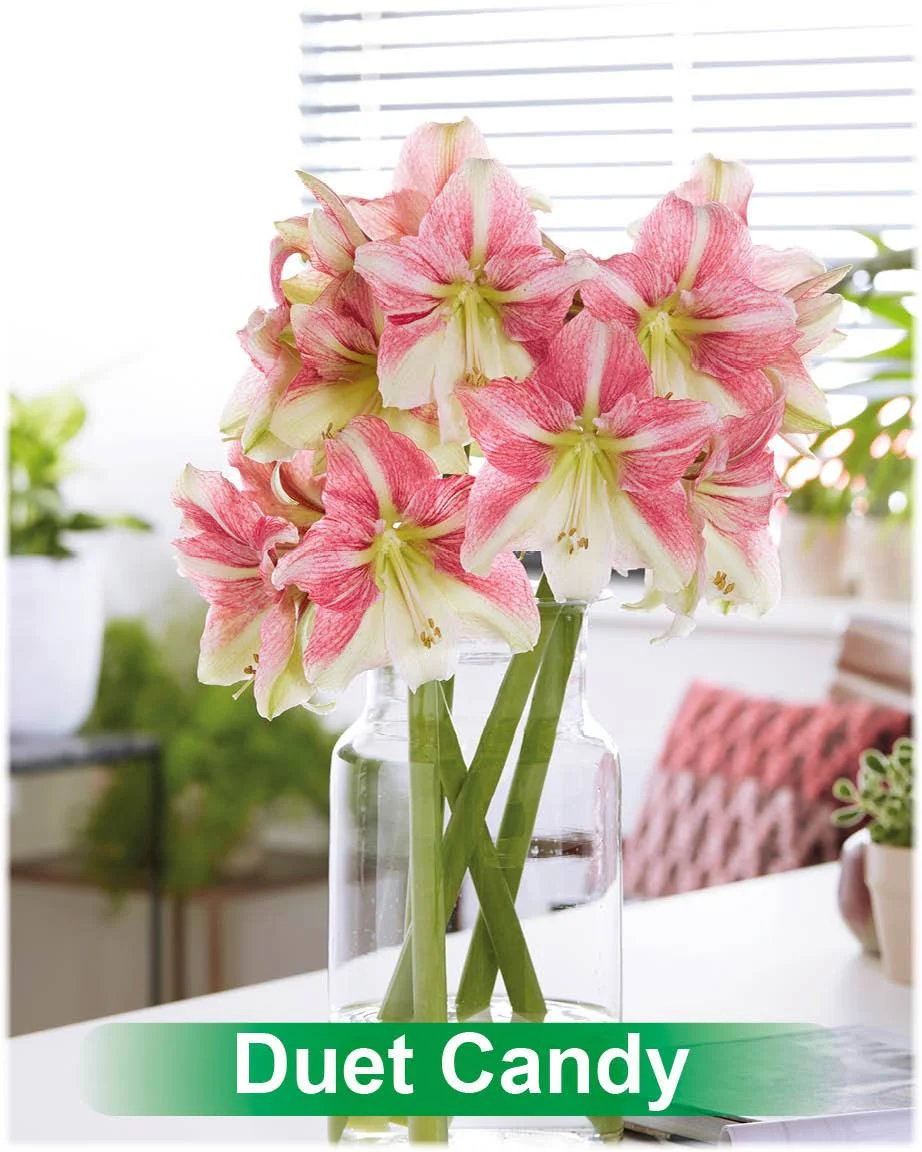 Duet Candy® amaryllis van Park Amaryllis — Duet Candy roze met creme amaryllis van Park Amaryllis — foto 4