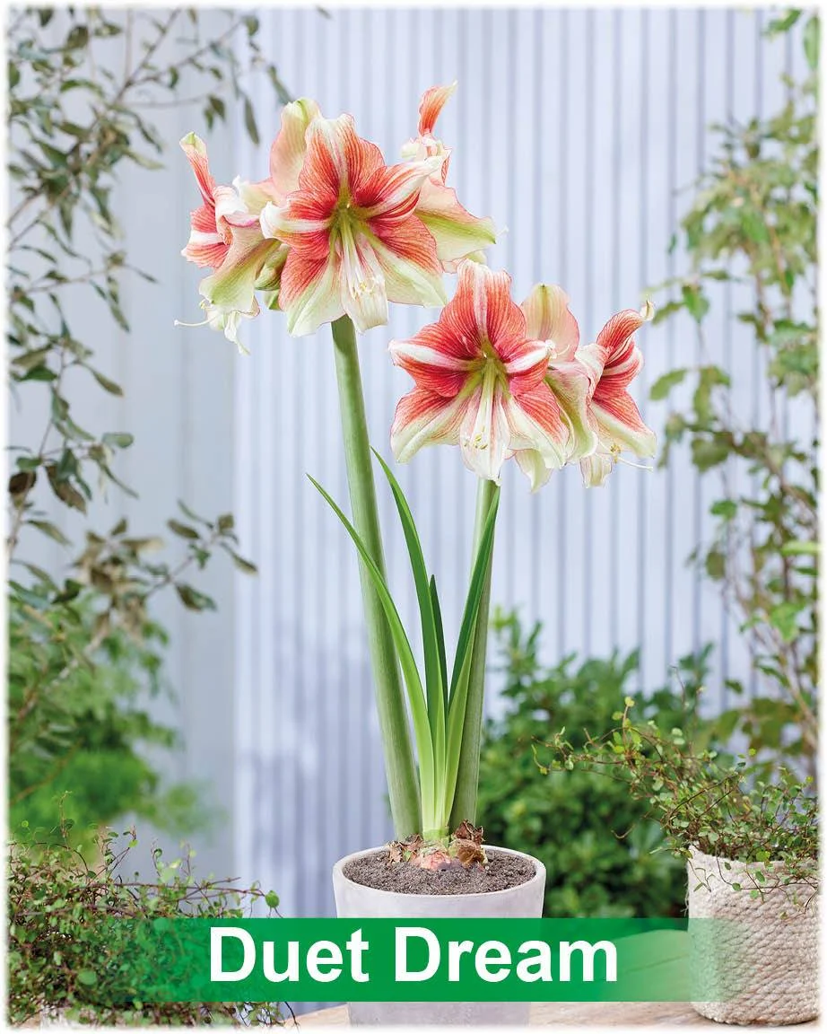 Duet Dream® amaryllis van Park Amaryllis — Duet Dream rood met creme amaryllis van Park Amaryllis — foto 2