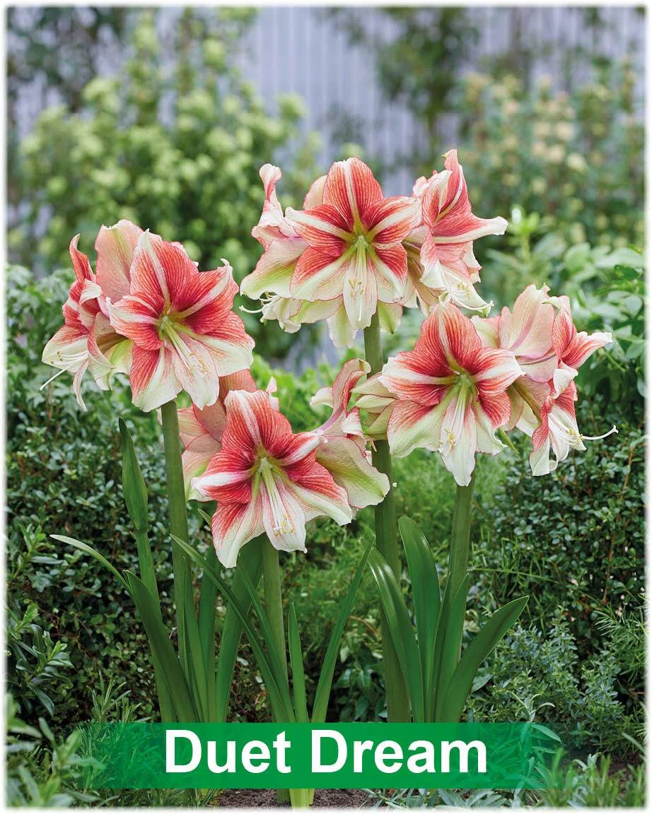 Duet Dream® amaryllis van Park Amaryllis — Duet Dream rood met creme amaryllis van Park Amaryllis — foto 3