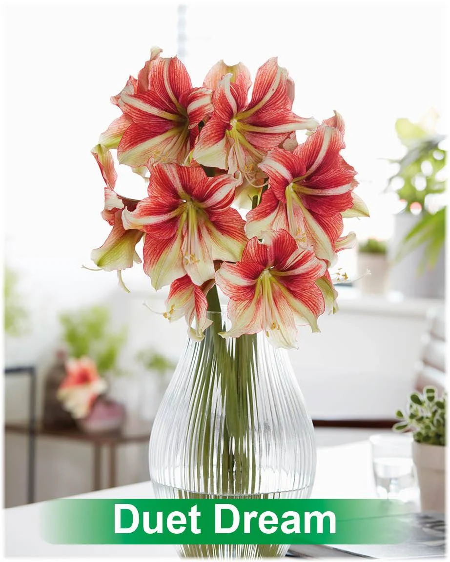 Duet Dream® amaryllis van Park Amaryllis — Duet Dream rood met creme amaryllis van Park Amaryllis — foto 4
