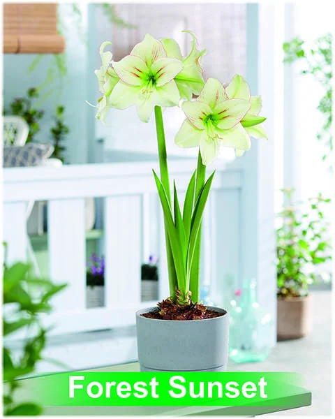 Forest Sunset® amaryllis van Park Amaryllis — Forest Sunset creme met rode amaryllis van Park Amaryllis — foto 2