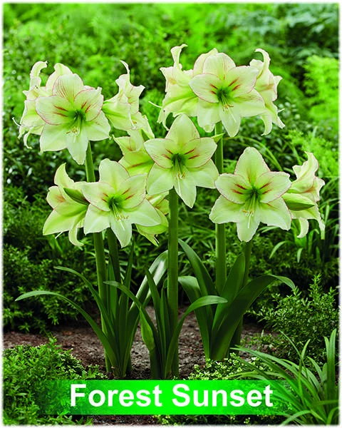 Forest Sunset® amaryllis van Park Amaryllis — Forest Sunset creme met rode amaryllis van Park Amaryllis — foto 3