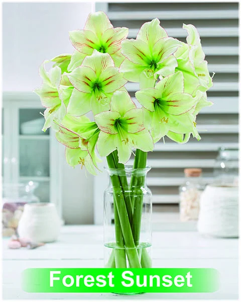 Forest Sunset® amaryllis van Park Amaryllis — Forest Sunset creme met rode amaryllis van Park Amaryllis — foto 4