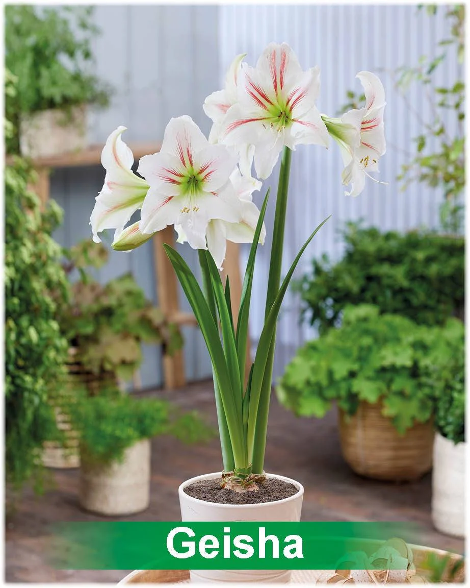 Geisha® amaryllis van Park Amaryllis — Geisha wit met rode amaryllis van Park Amaryllis — foto 2