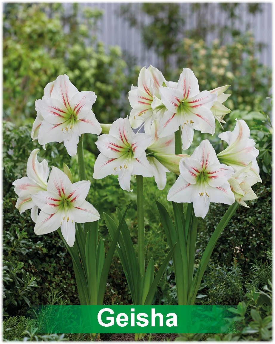 Geisha® amaryllis van Park Amaryllis — Geisha wit met rode amaryllis van Park Amaryllis — foto 3