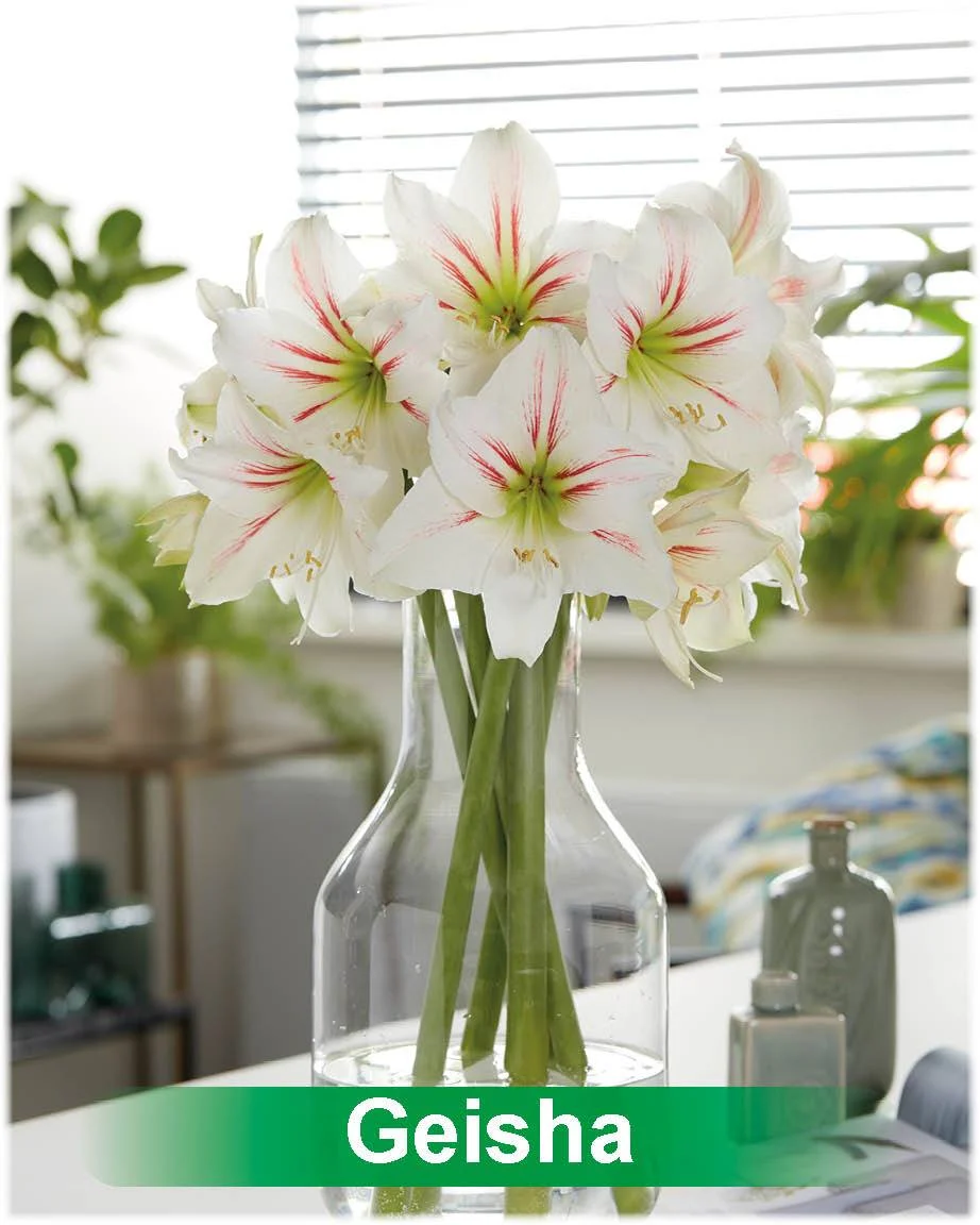 Geisha® amaryllis van Park Amaryllis — Geisha wit met rode amaryllis van Park Amaryllis — foto 4