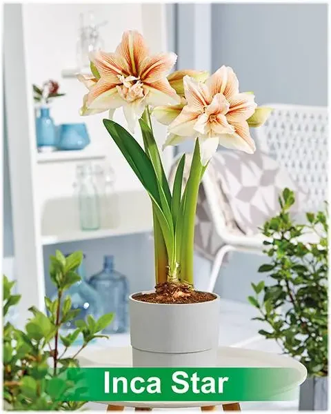 Inca Star® amaryllis van Park Amaryllis — Inca Star rood met creme dubbel gestreepte amaryllis Park Amaryllis — foto 2