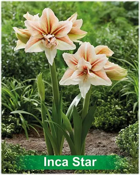 Inca Star® amaryllis van Park Amaryllis — Inca Star rood met creme dubbel gestreepte amaryllis Park Amaryllis — foto 3