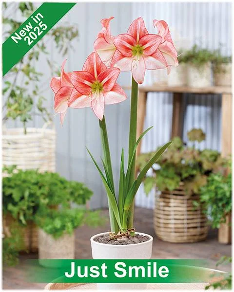 Just Smile® amaryllis van Park Amaryllis — Just Smile rode met witte amaryllis van Park Amaryllis — foto 2