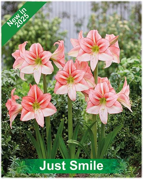Just Smile® amaryllis van Park Amaryllis — Just Smile rode met witte amaryllis van Park Amaryllis — foto 3