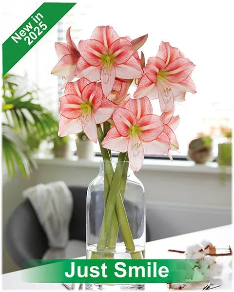 Just Smile® amaryllis van Park Amaryllis — Just Smile rode met witte amaryllis van Park Amaryllis — foto 4