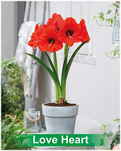 Love Heart® amaryllis van Park Amaryllis — Love Heart rode amaryllis van Park Amaryllis — foto 2