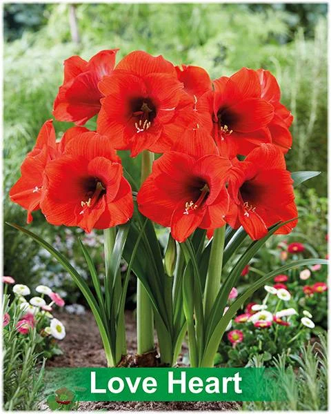 Love Heart® amaryllis van Park Amaryllis — Love Heart rode amaryllis van Park Amaryllis — foto 3