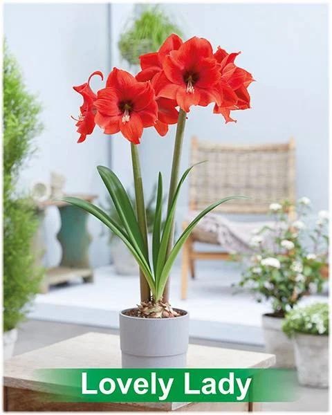 Lovely Lady® amaryllis van Park Amaryllis — Lovely Lady rode amaryllis van Park Amaryllis — foto 2