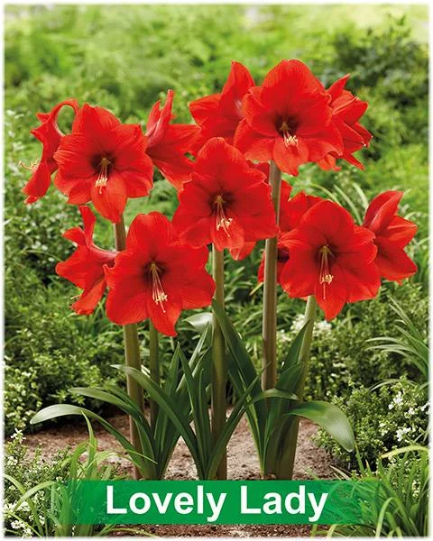 Lovely Lady® amaryllis van Park Amaryllis — Lovely Lady rode amaryllis van Park Amaryllis — foto 3