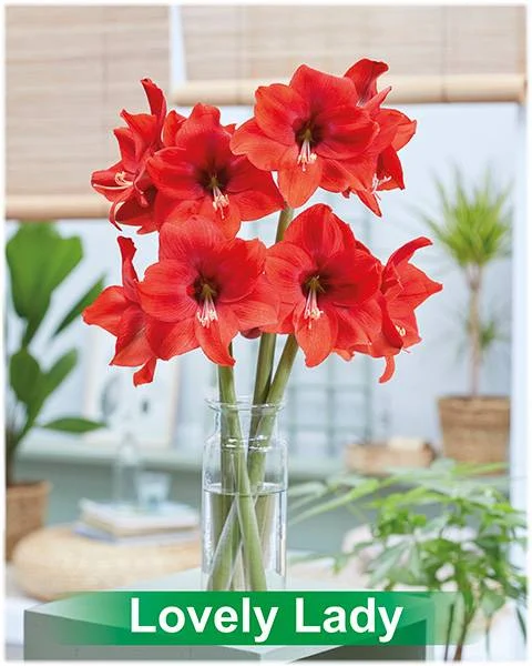 Lovely Lady® amaryllis van Park Amaryllis — Lovely Lady rode amaryllis van Park Amaryllis — foto 4