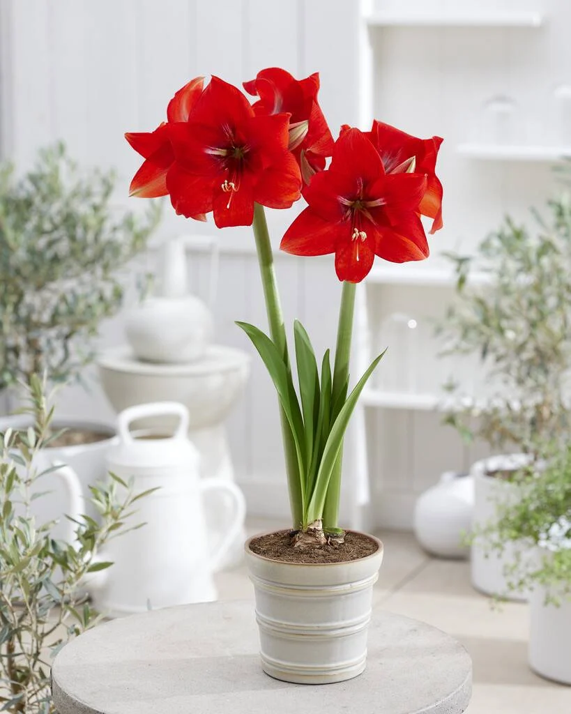 Magma® amaryllis van Park Amaryllis — Magma rode amaryllis van Park Amaryllis — foto 2