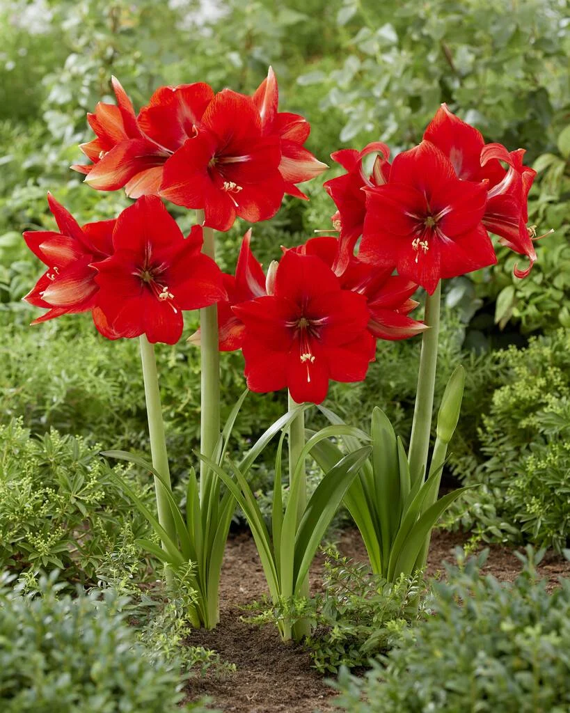 Magma® amaryllis van Park Amaryllis — Magma rode amaryllis van Park Amaryllis — foto 3