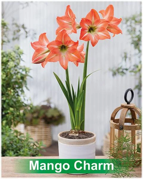 Mango Charm® amaryllis van Park Amaryllis — Mango Charm peach gestreepte amaryllis van Park Amaryllis — foto 2