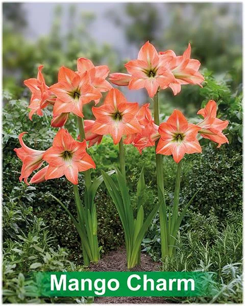 Mango Charm® amaryllis van Park Amaryllis — Mango Charm peach gestreepte amaryllis van Park Amaryllis — foto 3