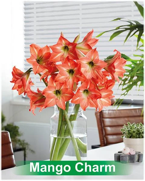 Mango Charm® amaryllis van Park Amaryllis — Mango Charm peach gestreepte amaryllis van Park Amaryllis — foto 4