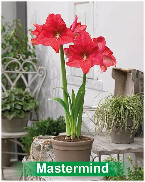 Mastermind® amaryllis van Park Amaryllis — Park Amaryllis Mastermind bloemen The Amaryllis innovator — foto 2