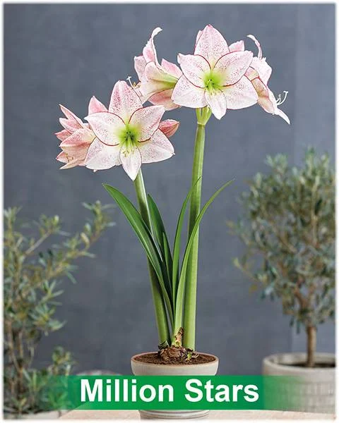1000 Stars® amaryllis van Park Amaryllis — 1000 Stars amaryllis wit met rode stippen van Park Amaryllis — foto 2