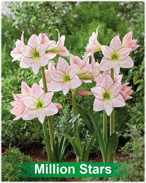1000 Stars® amaryllis van Park Amaryllis — 1000 Stars amaryllis wit met rode stippen van Park Amaryllis — foto 3